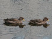 Pato barcino/Speckled Teal