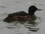 Pato cabeza negra/Black-headed Duck