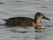 Pato cabeza negra/Black-headed Duck