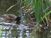 Pato cabeza negra/Black-headed Duck