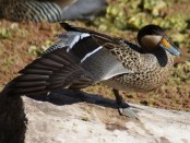 Pato capuchino/Silver Teal