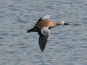 Pato cuchara/Red shoveler