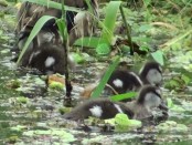 Pato de collar/Ringed Teal