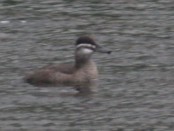 Pato zambullidor/Lake Duck