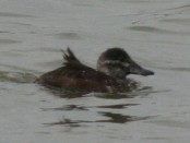 Pato zambullidor/Lake Duck