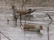 Pollona pintada/Spot-flanked Gallinule