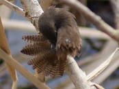 Ratona común/House Wren