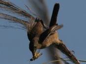 Ratona común/House Wren