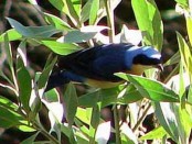 Saíra de antifaz/Fawn-breasted Tanager