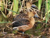 Sirirí colorado/Fulvous Whistling-Duck Sirirí colorado/Fulvous Whistling-Duck