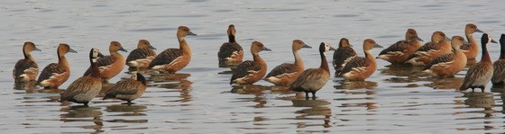 Sirirí colorado/Fulvous Whistling-Duck Sirirí colorado/Fulvous Whistling-Duck