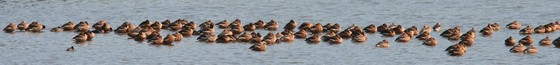 Sirirí colorado/Fulvous Whistling-Duck Sirirí colorado/Fulvous Whistling-Duck