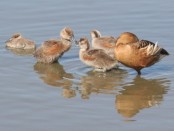 Sirirí colorado/Fulvous Whistling-Duck Sirirí colorado/Fulvous Whistling-Duck