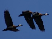 Sirirí pampa/White-faced Whistling- Duck