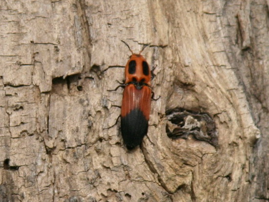 Click beetle