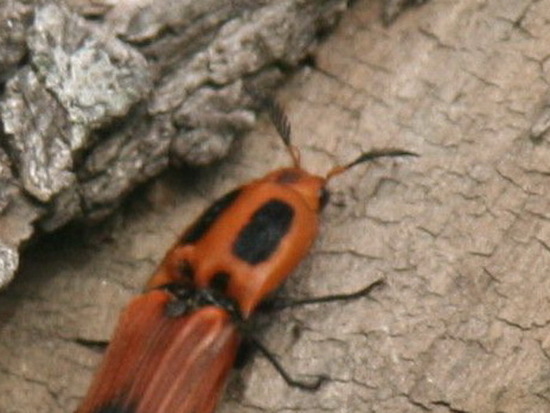 Click beetle