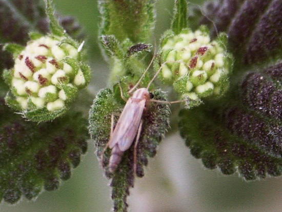 Mosquito quironómido