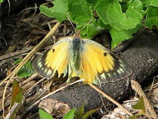 Lesbia sulphur