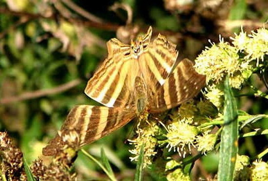 Many-banded daggerwing
