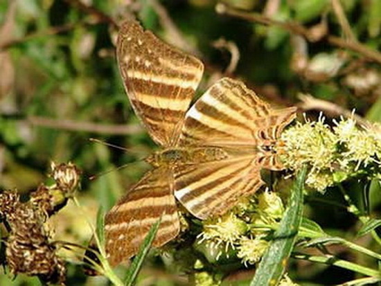 Many-banded daggerwing