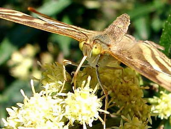 Many-banded daggerwing