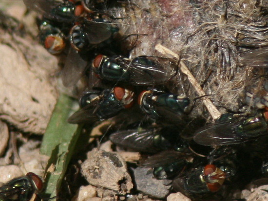 Mosca metalizada