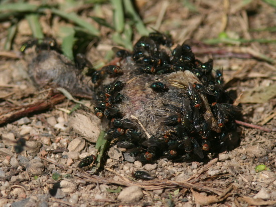 Mosca metalizada