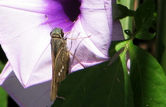 Brazilian skipper