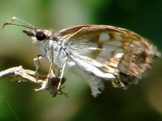 White-patched duskywing