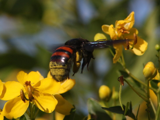 Abeja carpintera