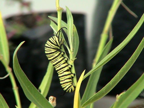 Southern Monarch