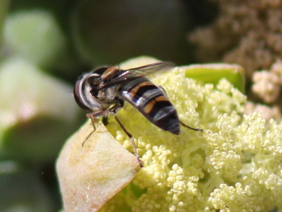 Mosca de las flores