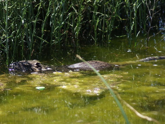 Coypu