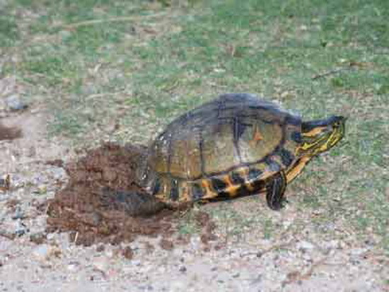Painted turtle