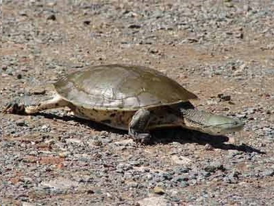 Tortuga de laguna