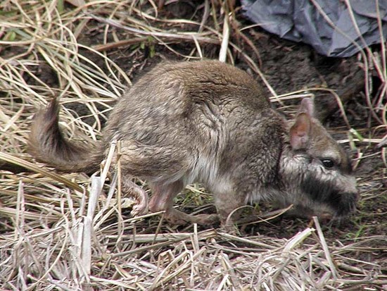 Vizcacha