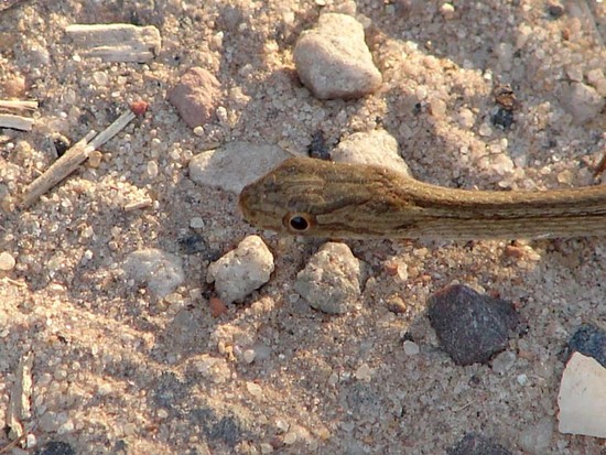 Culebra ojo de gato