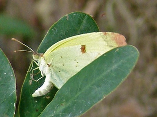 Common yellow