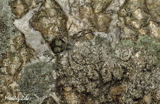 Araña cangrejo corredora