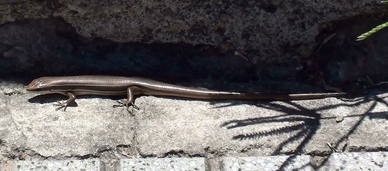 Lagartija de las cortaderas