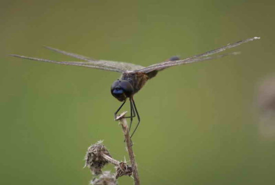 Libélula