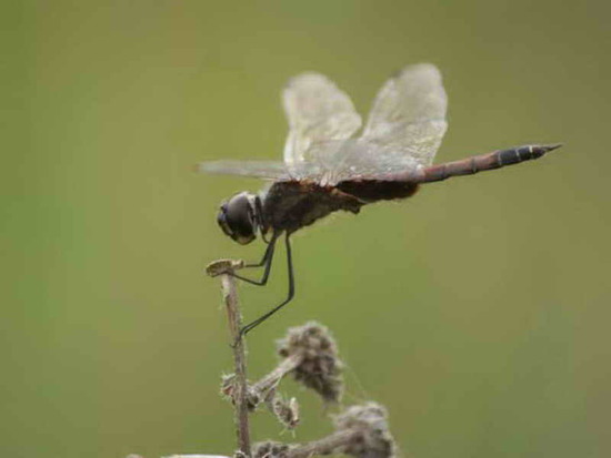 Libélula 
