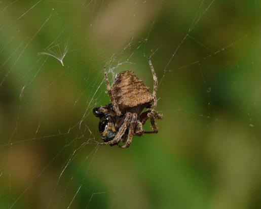 Araña tejedora