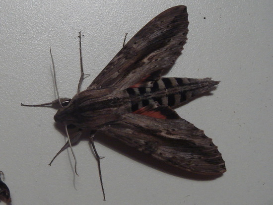 Polilla esfinge elo