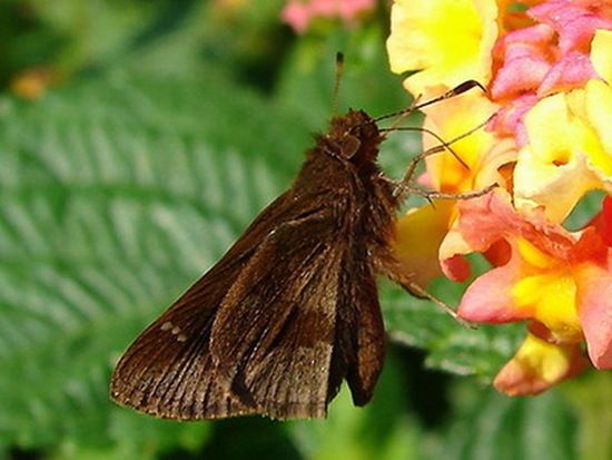 Fawn-spotted skipper