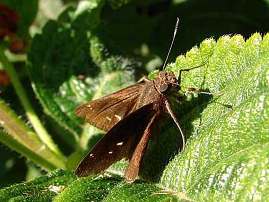 Fawn-spotted skipper