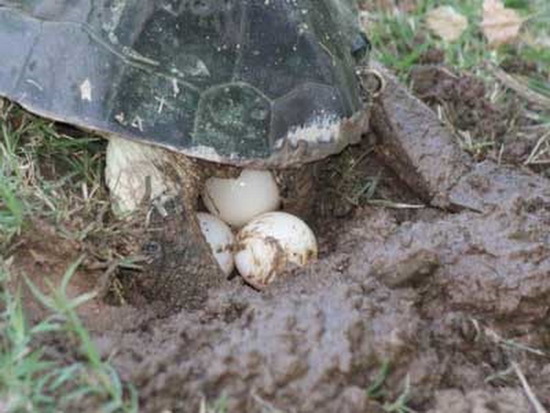 Tortuga de laguna