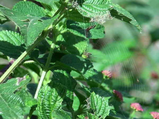Araña del limonero
