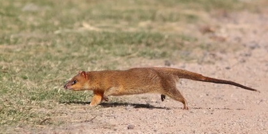 Lutrine opossum
