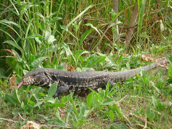 Black-and-white tegu lizard